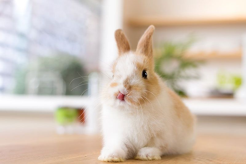 ผู้หญิง - pet care : 'กระต่าย'