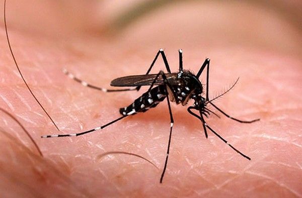 In the nation – the governing administration suggests 3 rules of exercise Avoiding mosquito ailments Dengue-joint suffering-Zika